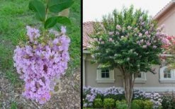 Muskogee Lavender Crape Myrtle - 6 Pack Of 1 Gallon Pots -Garden Plants Shop Picture Crape Myrtle Muskogee 1