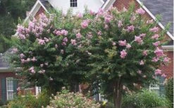 Muskogee Lavender Crape Myrtle - 6 Pack Of 1 Gallon Pots -Garden Plants Shop Picture Crape Myrtle Muskogee Lavender 2