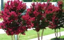 Tonto Red Crape Myrtle - 7 Gallon Pot (4-5') -Garden Plants Shop Picture Crape Myrtle Tonto 2