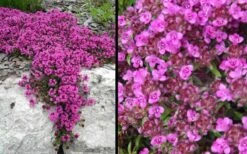 Red Creeping Thyme (Thymus Praecox 'Coccineus') - 5 Pack Of Quart Pots -Garden Plants Shop Picture Creeping Thyme Red 4
