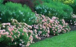 Apricot Drift Dwarf Rose - 1 Gallon Pot -Garden Plants Shop Picture Drift Rose Apricot Border 1