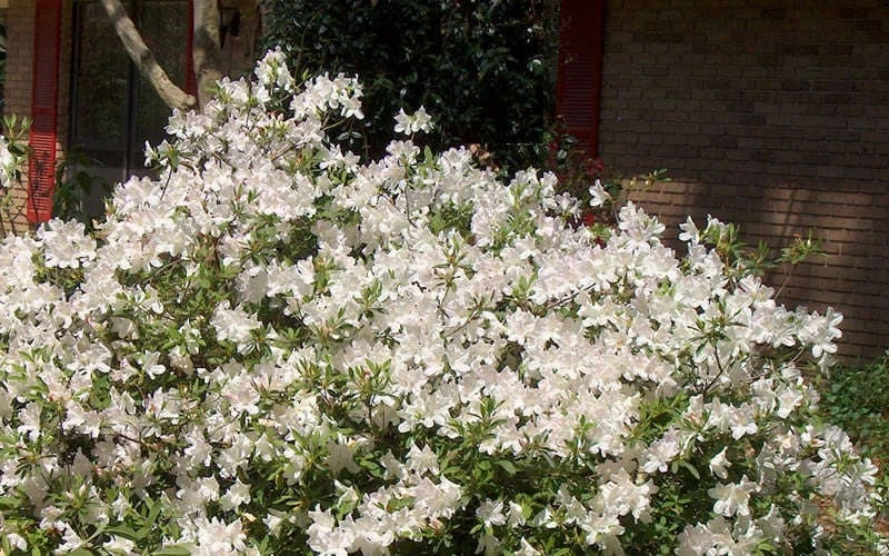 Autumn Ivory Encore Azalea - 3 Gallon Pot 6 Autumn Ivory Encore Azalea - 3 Gallon Pot - Image 4