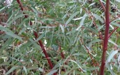 Angus Cold Hardy Eucalyptus Tree (Eucalyptus Nicholii) - 2 Gallon Pot -Garden Plants Shop Picture Eucalyptus Tree Anugus Willow Leaf Peppermint