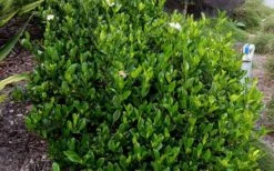 August Beauty Gardenia - 1 Gallon Pot -Garden Plants Shop Picture Gardenia August Beauty