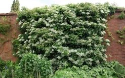 Moonlight Climbing Hydrangea - 5 Gallon Pot -Garden Plants Shop Picture Hydrangea Climbing Petiolaris 5 1