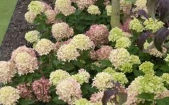 Little Lime Hydrangea - 1 Gallon Pot -Garden Plants Shop Picture Hydrangea Little Lime 2 1