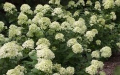 Little Lime Hydrangea - 1 Gallon Pot -Garden Plants Shop Picture Hydrangea Little Lime 3 1