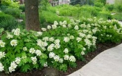 Pee Wee Dwarf Oakleaf Hydrangea - 1 Gallon Pot -Garden Plants Shop Picture Hydrangea Oakleaf Pee Wee Border