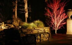 Sango Kaku Coral Bark Japanese Maple - 5 Gallon Pot -Garden Plants Shop Picture Japanese Maple Coral Bark Lighted At Night