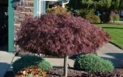 Crimson Queen Dwarf Japanese Maple (High Graft Tree Form) - 1 Gallon Pot 14 Crimson Queen Dwarf Japanese Maple (High Graft Tree Form) - 1 Gallon Pot -Garden Plants Shop Picture Japanese Maple Crimson Queen 1 1