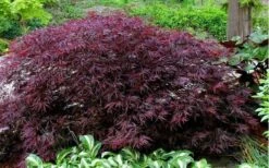 Red Dragon Dwarf Japanese Maple - 1 Gallon Pot -Garden Plants Shop Picture Japanese Maple Red Dragon 1