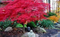 Red Dragon Dwarf Japanese Maple - 1 Gallon Pot -Garden Plants Shop Picture Japanese Maple Red Dragon 4 1