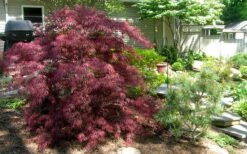 Tamukeyama Dwarf Red Japanese Maple - 1 Gallon Pot -Garden Plants Shop Picture Japanese Maple Tamukeyama 3
