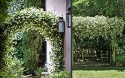 Madison Confederate Jasmine - 6 Pack Of 1 Gallon Pots -Garden Plants Shop Picture Jasmine Madison 3 1