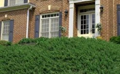 Blue Pacific Juniper - 1 Gallon Pot -Garden Plants Shop Picture Juniper Blue Pacific Hill