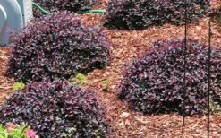 Purple Daydream Dwarf Loropetalum - 1 Gallon Pot -Garden Plants Shop Picture Loropetalum Purple Daydream 3