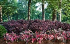 Purple Diamond Loropetalum - 1 Gallon Pot -Garden Plants Shop Picture Loropetalum Purple Diamond Shrubs Background Hedge
