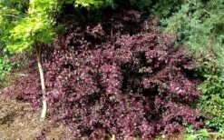 Red Diamond Loropetalum - 3 Gallon Pot -Garden Plants Shop Picture LoropetalumRedDiamond 4