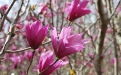 Ann Magnolia Tulip Tree - 3 Gallon Pot -Garden Plants Shop Picture Magnolia Ann 1 1