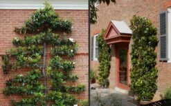 Kay Parris Southern Magnolia - 7 Gallon Pot (5-6') -Garden Plants Shop Picture Magnolia Little Gem Espalier 2 1