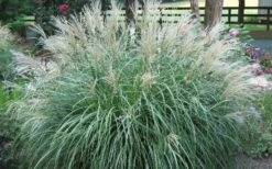 Adagio Dwarf Maiden Grass - Miscanthus Sinensis - 3 Gallon Pot 12 Adagio Dwarf Maiden Grass - Miscanthus Sinensis - 3 Gallon Pot -Garden Plants Shop Picture Maiden Grass Adagio Dwarf 1