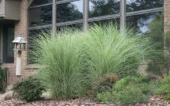 Maiden Grass - Miscanthus Sinensis 'Gracillimus' - 1 Gallon Pot -Garden Plants Shop Picture Maiden Grass Gracillimus