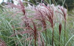 Maiden Grass - Miscanthus Sinensis 'Gracillimus' - 1 Gallon Pot -Garden Plants Shop Picture Miscanthus Gracillimus Seed Heads