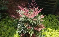 Obsession Nandina - 3 Gallon Pot -Garden Plants Shop Picture NandinaObsession 4
