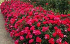 Original Red Knock Out Rose - 1 Gallon Pot -Garden Plants Shop Picture Rose Knock Out Red 5