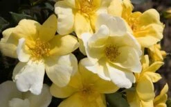 Sunny Yellow Knock Out Rose - 1 Gallon Pot -Garden Plants Shop Picture Rose Knock Out Sunny 1