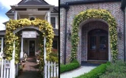 Lady Banks Yellow Rose - 1 Gallon Pot -Garden Plants Shop Picture Rose Lady Banks Entry Arch