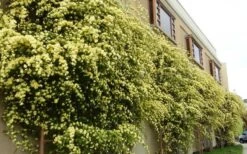 Lady Banks Yellow Rose - 1 Gallon Pot -Garden Plants Shop Picture Rose Lady Banks Trellis