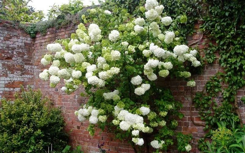 Chinese Snowball Viburnum Bush - 7 Gallon Pot (3-4') 8 Chinese Snowball Viburnum Bush - 7 Gallon Pot (3-4') - Image 6