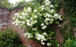 Chinese Snowball Viburnum Bush - 6 Pack Of 1 Gallon Pots -Garden Plants Shop Picture Viburnum Chinese Snowball Espalier 3