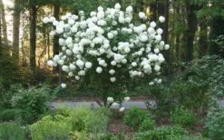Chinese Snowball Viburnum Bush - 7 Gallon Pot (3-4') 16 Chinese Snowball Viburnum Bush - 7 Gallon Pot (3-4') -Garden Plants Shop Picture Viburnum Chinese Snowball Tree 1 2