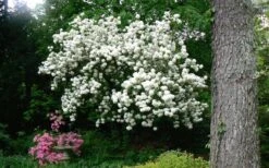 Chinese Snowball Viburnum Bush - 7 Gallon Pot (2-3') -Garden Plants Shop Picture Viburnum Chinese Snowball Tree 2 1