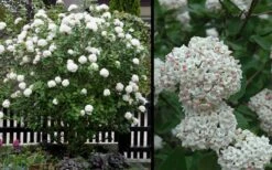 Fragrant Snowball Viburnum Carlecephalum - 3 Gallon Pot 13 Fragrant Snowball Viburnum Carlecephalum - 3 Gallon Pot -Garden Plants Shop Picture Viburnum Fragrant Snowball 4