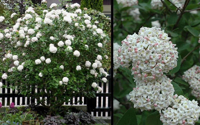 Fragrant Snowball Viburnum Carlecephalum - 3 Gallon Pot 6 Fragrant Snowball Viburnum Carlecephalum - 3 Gallon Pot - Image 4