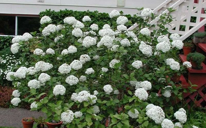 Fragrant Snowball Viburnum Carlecephalum - 3 Gallon Pot 8 Fragrant Snowball Viburnum Carlecephalum - 3 Gallon Pot - Image 6