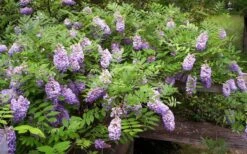 Amethyst Falls Wisteria Vine - 3 Gallon Pot -Garden Plants Shop Picture Wisteria Amethyst Falls 5