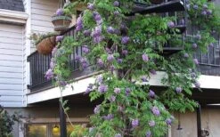 Amethyst Falls Wisteria Vine - 3 Gallon Pot -Garden Plants Shop Picture Wisteria Amethyst Falls Vine
