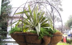 Color Guard Yucca - 6 Pack Of 1 Gallon Pots 16 Color Guard Yucca - 6 Pack Of 1 Gallon Pots -Garden Plants Shop Picture Yucca Color Guard Basket 1