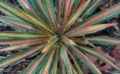 Color Guard Yucca - 6 Pack Of 1 Gallon Pots 14 Color Guard Yucca - 6 Pack Of 1 Gallon Pots -Garden Plants Shop Picture Yucca Color Guard Fall Color