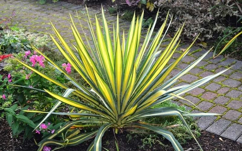 Color Guard Yucca - 6 Pack Of 1 Gallon Pots 6 Color Guard Yucca - 6 Pack Of 1 Gallon Pots - Image 4