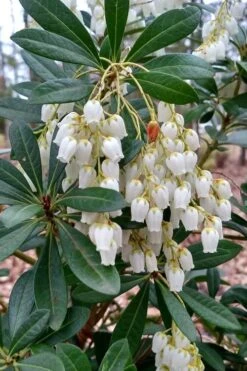 Mountain Snow Pieris - 3 Gallon Pot -Garden Plants Shop Pieris Mountain Snow 10 1