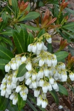Mountain Snow Pieris - 2 Gallon Pot -Garden Plants Shop Pieris Mountain Snow 12