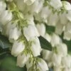 Mountain Snow Pieris - 3 Gallon Pot -Garden Plants Shop Pieris Mountain Snow 14 1