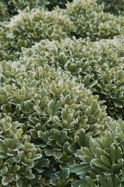 Mojo Dwarf Variegated Pittosporum - 1 Gallon Pot -Garden Plants Shop Pittosporum Mojo 11