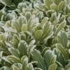 Mojo Dwarf Variegated Pittosporum - 1 Gallon Pot 2 Mojo Dwarf Variegated Pittosporum - 1 Gallon Pot -Garden Plants Shop Pittosporum Mojo 13
