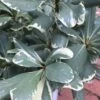 Variegated Pittosporum - Japanese Mock Orange - 1 Gallon Pot -Garden Plants Shop Pittosporum Variegated 10